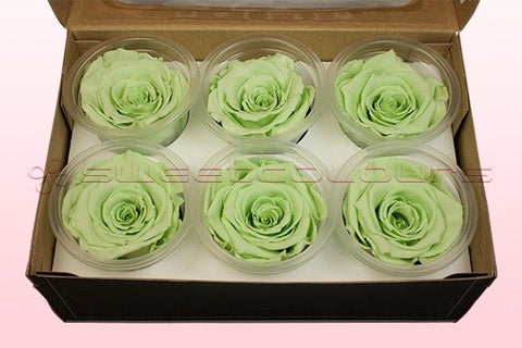 Größe L, 6 Rosen