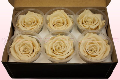 Größe XL, 6 Rosen