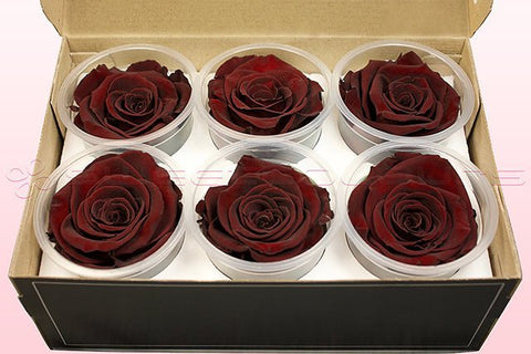 Größe XL, 6 Rosen