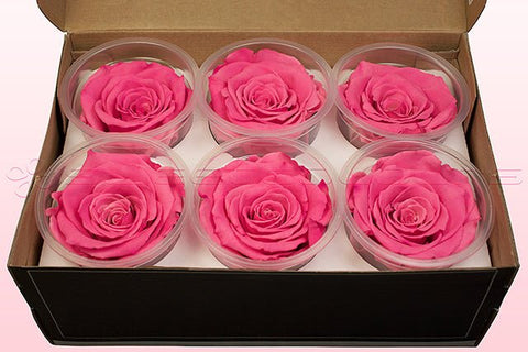 Größe XL, 6 Rosen