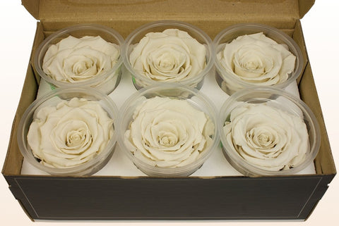 Größe L, 6 Rosen