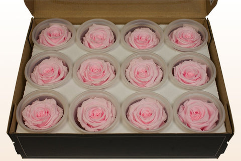 Größe S, 12 Rosen