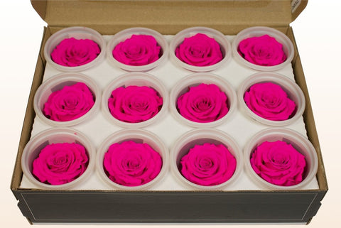 Größe S, 12 Rosen
