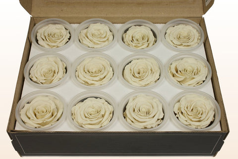 Größe S, 12 Rosen