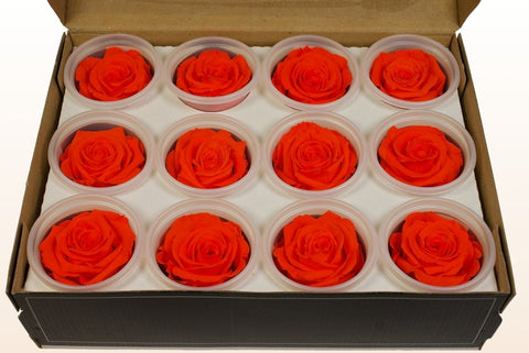 Größe S, 12 Rosen