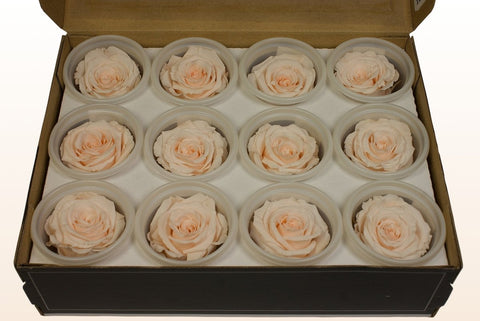 Größe S, 12 Rosen