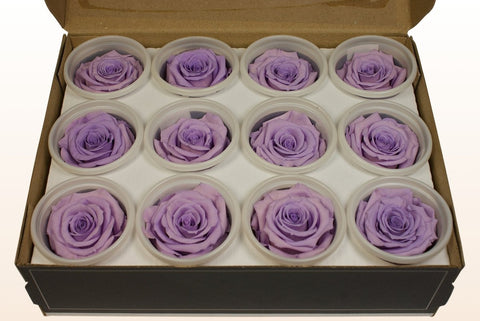 Größe S, 12 Rosen