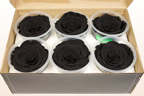 Größe L, 6 Rosen