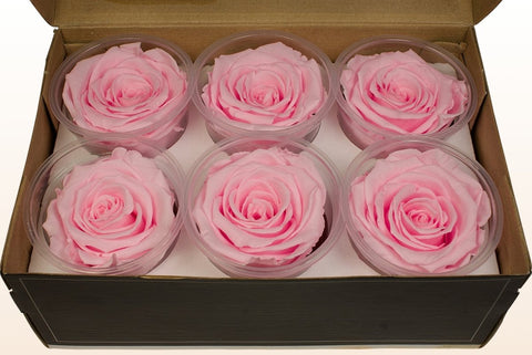 Größe XL, 6 Rosen