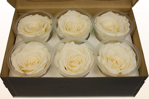 Größe XL, 6 Rosen
