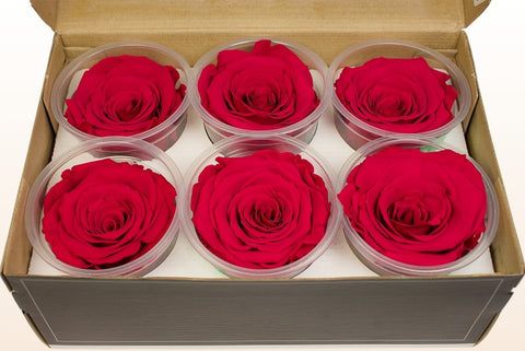 Größe XL, 6 Rosen