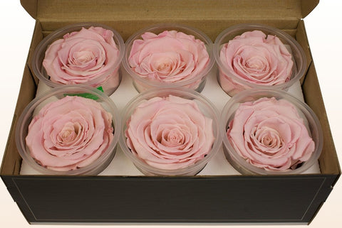 Größe XL, 6 Rosen