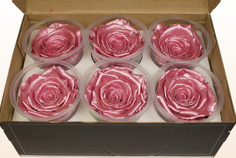 Größe XL, 6 Rosen