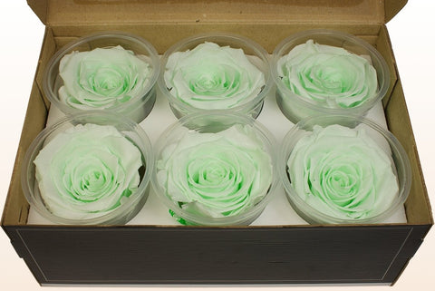 Größe XL, 6 Rosen