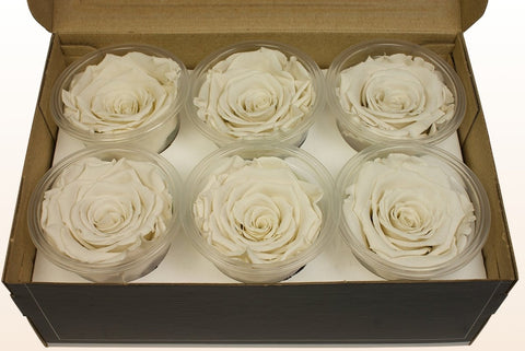 Größe XL, 6 Rosen