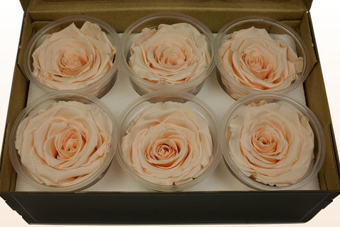Größe XL, 6 Rosen
