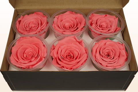 Größe XL, 6 Rosen