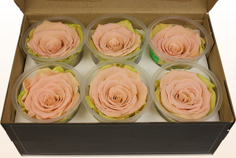 Größe XL, 6 Rosen