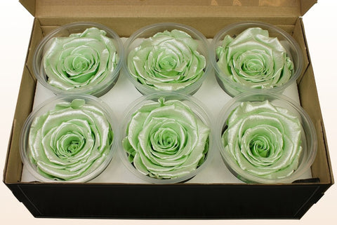 Größe XL, 6 Rosen