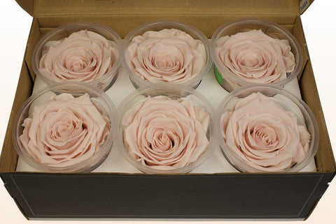 Größe XL, 6 Rosen