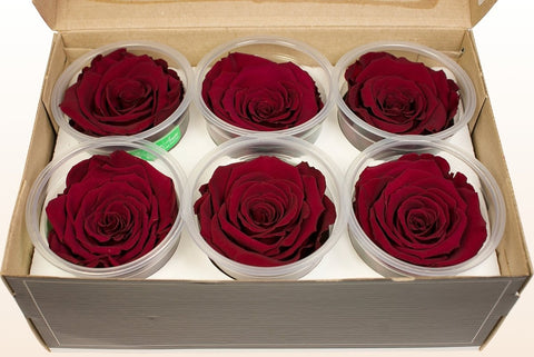 Größe XL, 6 Rosen