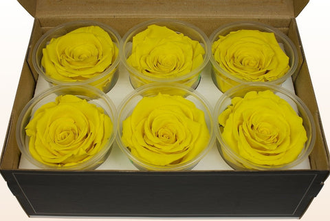 Größe XL, 6 Rosen
