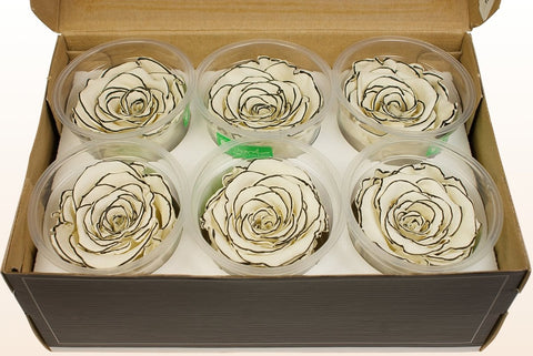 Größe XL, 6 Rosen