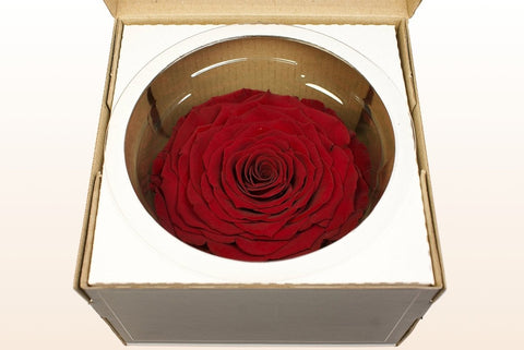 Größe XXL, 1 Rose