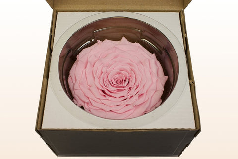 Größe XXL, 1 Rose